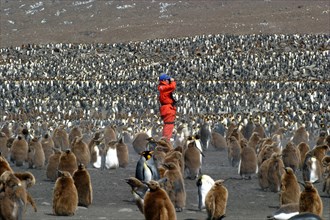 happy photographer with Massed King penguins at St Andrews Bay South Georgia the largest Rookery in the world