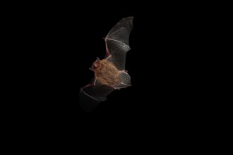 Pipistrelle Bat in flight.
