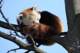 Red Panda sleeping on branch in tree