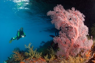 Scuba Diver at Coral Reef, Raja Ampat, West Papua, Indonesia