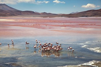 Flamingos on the Laguna Colorada, Bolivia, South America.