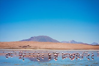 Amazing Bolivia, Beautiful landscape with pink flamingos in the mountain lake
