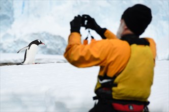 ANTARCTICA - A man takes a photo of a Gentoo penguin walking on shore at Cuverville Island on the western side of the Antarctic Peninsula. Gentoo penguins are one of the most numerous types of penguin...