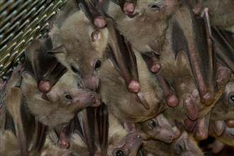 bat bats animal, asia, asian, australia, australian, bat, beautiful, black, branch, branches, country, day, down, ears, flying
