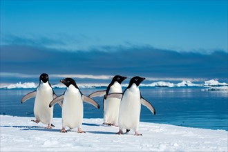 Adelie penguins (Pygoscelis adeliae) loafing by the ice edge, Petrel island, Antarctic Peninsula