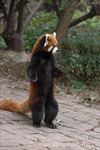 Red panda standing on its hind legs, Panda Research Base, Chengdu, China