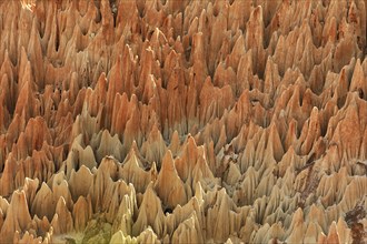red karst limestone formation, Madagascar, Nationalpark Tsingy de Bemaraha, Tsingy