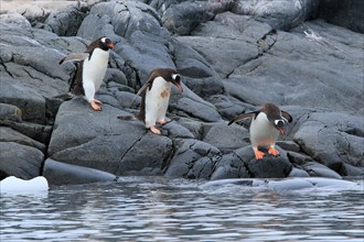 Antarctica penguin, penguins, Antarctic. Gentoo penguins (Pygoscelis papua).