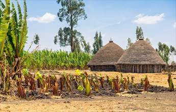 Traditional village houses near Addis Ababa, Ethiopia surrounded by crops