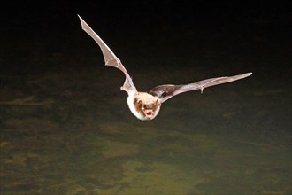 Daubenton's bat (Myotis daubentoni), hunting in flight, Germany