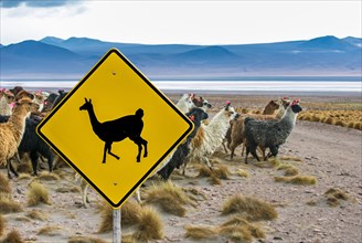 Lama crossing traffic sign, Altiplano, Bolivia
