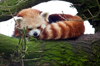 A Red Panda sitting in a tree