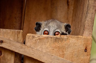 Sportive lemur popping the head from its nest box