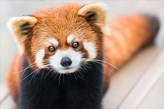 A frontal portrait of a Red Panda