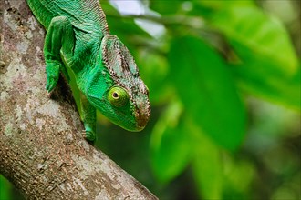 Parson's giant chameleon (Calumma parsonii): the largest chameleon of the world is endemic to Madagascar.