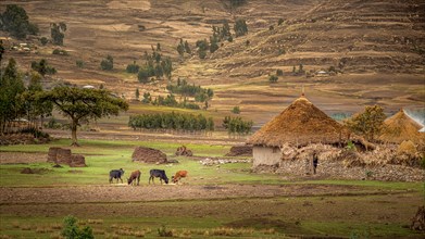 Cattle grazing near a small village hut with Tatched roof Sendafa area in Ethiopia