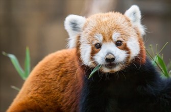 A feeding red panda (Ailurus fulgens) pauses his meal to look at the camera.