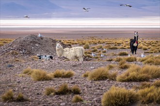 Llamas in Bolivean altiplano - Potosi Department, Bolivia