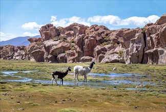 Llamas in Bolivean altiplano with rock formations on background - Potosi Department, Bolivia