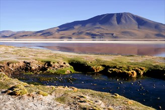 Laguna colorada, Eduardo Avaroa Andean Fauna National Reserve, Potosi department, Bolivia, South America