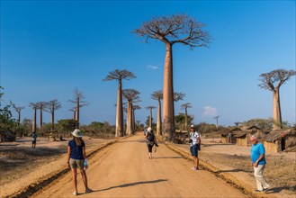 Locals and tourists mingle along the iconic Avenue of Baobabs. Madagascar, Africa.