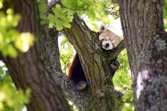Cute Red Panda, Ailurus fulgens, sleep in a tree. This tree dwelling creature is an endangered species and is indigenous to the eastern Himalayas and