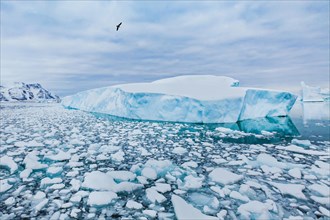 Antarctica nature beautiful landscape, bird flying over icebergs