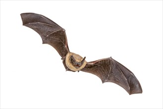 Flying Pipistrelle bat (Pipistrellus pipistrellus) action shot of hunting animal isolated on white background. This species is know for roosting and l