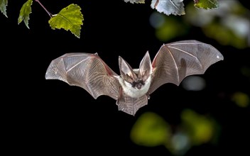 Flying bat hunting in forest. The grey long-eared bat (Plecotus austriacus) is a fairly large European bat. It has distinctive ears, long and with a d