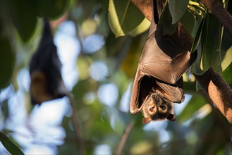 An endangered Spectacled Flying Fox just before evening flyout at the controversial yet ecologically vital Cairns colony.