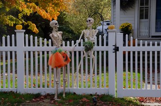 Happy skeleton neighbors talking across the fence dressed up for Halloween, Yarmouth, Maine, USA