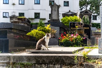 A cat in the Montmartre Cemetery, Montmartre district, where many famous artists are buried, Paris, France