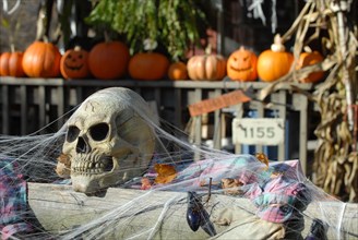 A halloween scene at a house in Wayne, New Jersey USA, skull and pumkins