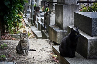 Cats in a cemetery