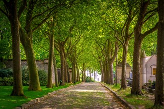 The wide, tree lined streets of Père Lachaise Cemetery are a perfect location for a stroll in summer.  Paris, France