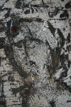 Human face is viewed in a natural growing tree trunk Pareidolia is the tendency for incorrect perception of a stimulus as an object, pattern or meanin