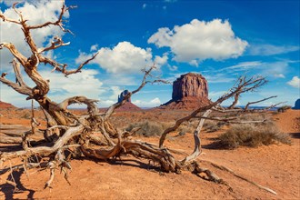 Vast desert terrain with a dead tree at the forefront, Monument Valley