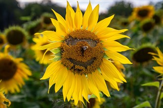 A sunflower head with seeds removed to indicate a face, with a bee perched in the position of a nose