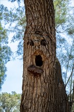 Shocked and surprised Human face is viewed in a natural growing tree trunk Pareidolia is the tendency for incorrect perception of a stimulus as an obj