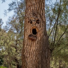 Shocked and surprised Human face is viewed in a natural growing tree trunk Pareidolia is the tendency for incorrect perception of a stimulus as an obj