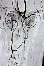 Pareidolia of a recognizable face on wood.