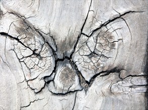 Pareidolia of a recognizable face on wood.