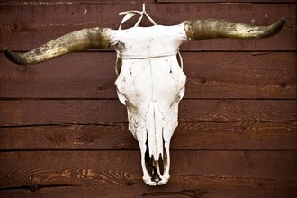 An animal skull hangs on a wall the Kitigan Zibi Algonquin Native reserve in Quebec, Canada
