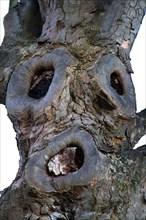 Face image tree, Halloween, eye sockets, mouth shape, ugly face tree, human characteristics, seeing faces, Face pareidolia, fake faces, gnarled old.