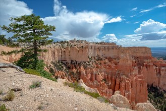 A pine tree on the edge of a cliff in Bryce Canyon National Park, Utah, United States