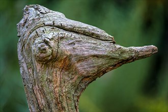 Nicely shaped piece of an old weathered tree root that looks like the portrait of an ostrich, real natural art