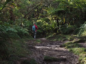 Lighting effects in tropical forest with epic scenics and wonderful colors. Hiking in Reunion Island is a great experience