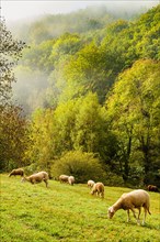 Sheep and mist in the Mimente valley on the Robert Louis Stevenson Trail in the Cévennes, Lozère, France