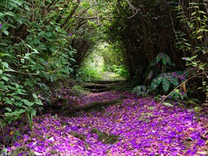 Follow the colored path in the dense forest in the mountains of Reunion Island