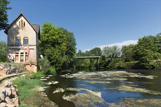 Water Crowfoot (Ranunculus aquatilis) adorns the Vézère River as it passes through Montignac, Dordogne, France